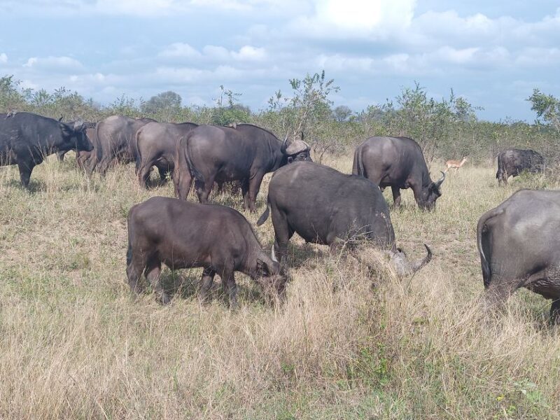 2days kruger National Park - Why This Tour Offers Good Value