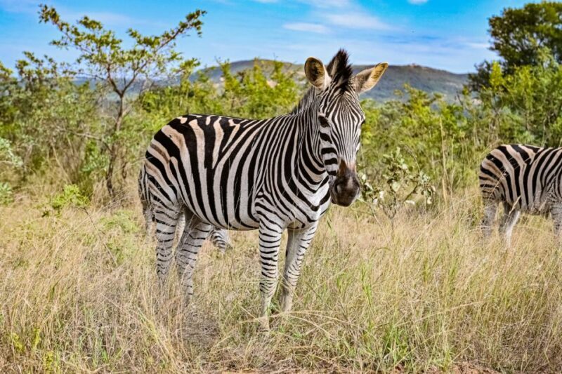 2days kruger National Park - Who Should Consider This Tour?