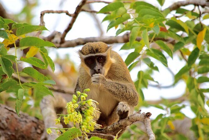 2Days private explore volta region - Exploring the Volta Region: An In-Depth Look
