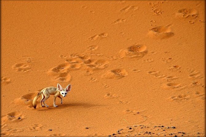 2Days Share Tour From Fes To Marrakech Via Sahara Desert Morocco - FAQ