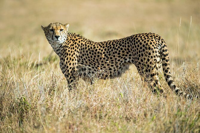 2days Spectacular Tanzania Safari - Authentic Perspectives from Past Travelers