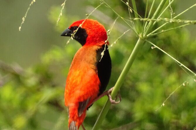 2days Spectacular Tanzania Safari - The Sum Up: Is This Safari Right for You?