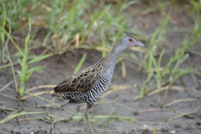 2days Spectacular Tanzania Safari - FAQ