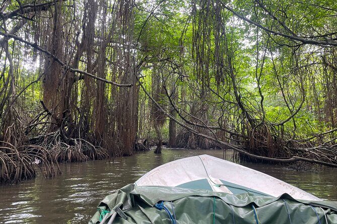 2h Bentota River Safari from Hotels in Ahungalla/Bentota/Induruwa - An In-Depth Look at the Bentota River Safari