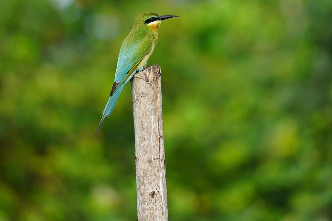 2h Bentota River Safari from Hotels in Ahungalla/Bentota/Induruwa - Frequently Asked Questions