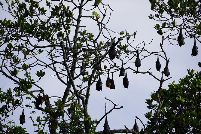 2h Bentota River Safari from Hotels in Ahungalla/Bentota/Induruwa - More Questions? Weve Got Answers