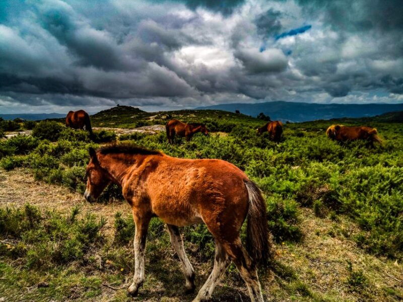 2h-buggy-tour-arcos-de-valdevez-peneda-geres-3