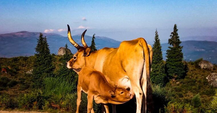 2h-buggy-tour-arcos-de-valdevez-peneda-geres-3