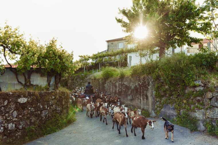 2h-quad-tour-arcos-de-valdevez-peneda-geres-2