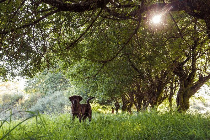 2h-quad-tour-arcos-de-valdevez-peneda-geres