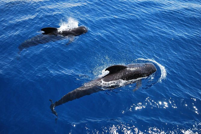 2h-viking-cruise-whales-and-dolphins-watching