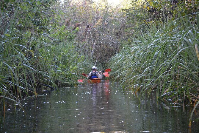 2hour-everglades-kayak-safari-adventure-through-mangrove-tunnels