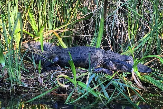 2hour-everglades-kayak-safari-adventure-through-mangrove-tunnels