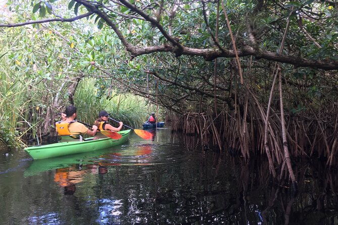 2hour-everglades-kayak-safari-adventure-through-mangrove-tunnels