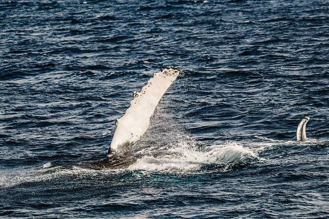 2hour-whale-watching-and-boat-cruise-in-haleiwa-oahu-hawaii