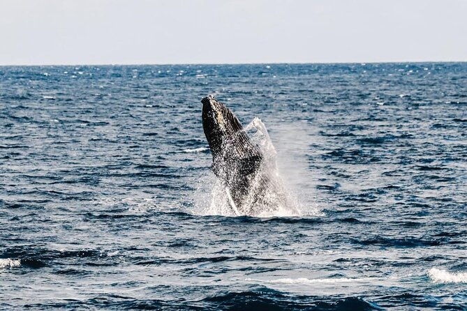2hour-whale-watching-and-boat-cruise-in-haleiwa-oahu-hawaii