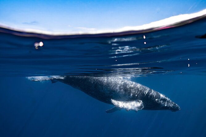 2hour-whale-watching-and-boat-cruise-in-haleiwa-oahu-hawaii
