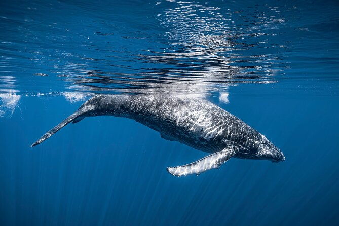 2hour-whale-watching-and-boat-cruise-in-haleiwa-oahu-hawaii