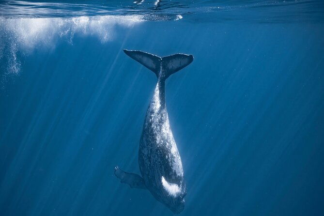 2hour-whale-watching-and-boat-cruise-in-haleiwa-oahu-hawaii