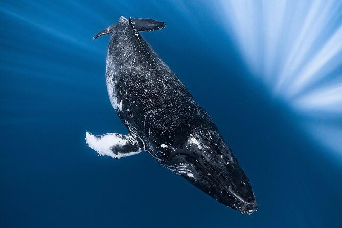 2hour-whale-watching-and-boat-cruise-in-haleiwa-oahu-hawaii
