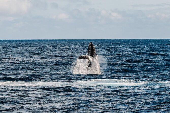 2hour-whale-watching-and-boat-cruise-in-haleiwa-oahu-hawaii