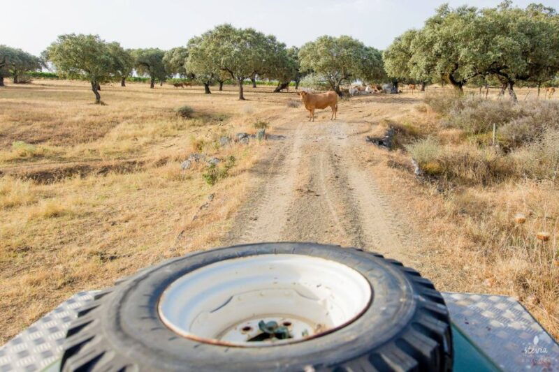 2hr-cork-safari-in-a-classical-land-rover