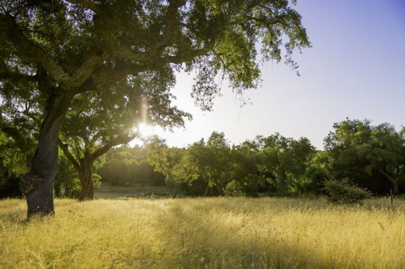 2hr-cork-tour-in-a-jeep