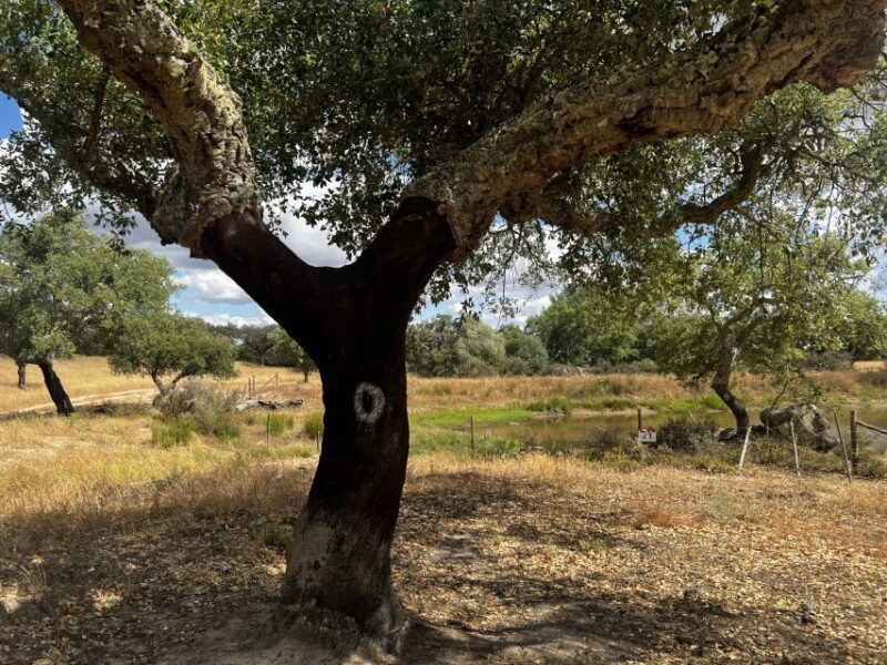 2hr-cork-tour-in-a-jeep