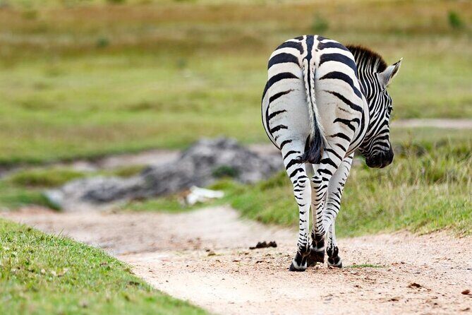 2hr Guided Game Drive at 10h00; Kragga Kamma Game Park Ticket - Experience the 2-Hour Guided Game Drive at Kragga Kamma Game Park