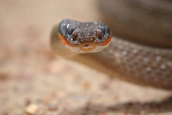 2hr Guided Game Drive at 10h00; Kragga Kamma Game Park Ticket - Who Is This Tour Perfect For?