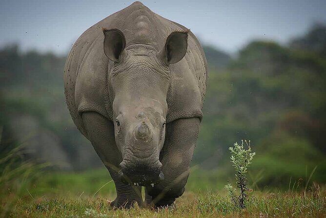 2hr Guided Game Drive at 10h00; Kragga Kamma Game Park Ticket - FAQs