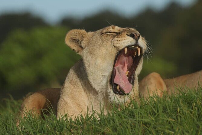 2hr Guided Game Drive at 10h00; Kragga Kamma Game Park Ticket - Final Thoughts