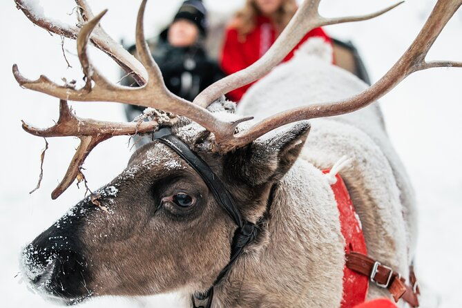 2km-sleigh-ride-feeding-experience-at-traditional-reindeer-farm