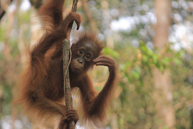 2Ns Experience Kelotok River Cruise in Orangutan's Homeland - What to Expect from the Tour
