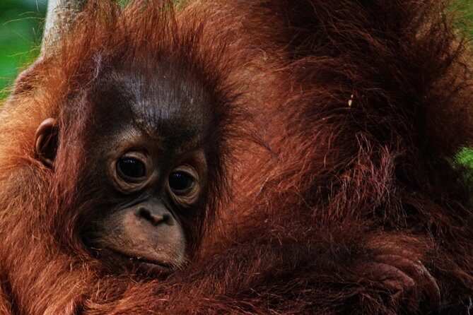 2Ns Experience Kelotok River Cruise in Orangutan's Homeland - Who Should Consider This Tour?