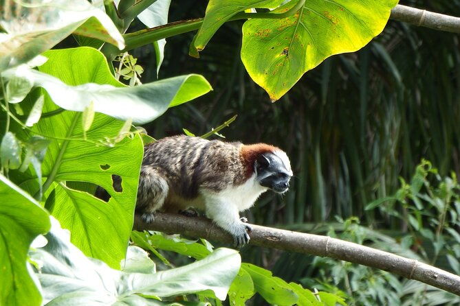 3-1-2-hour-experience-of-lake-gatun-in-panama