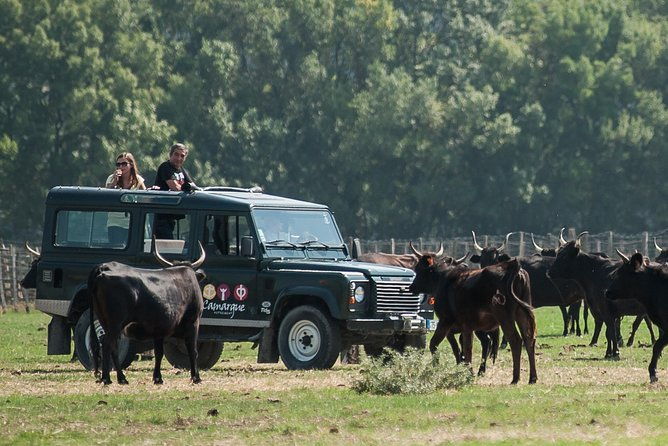 3-5-hour-camargue-4x4-safari-from-le-grau-du-roi