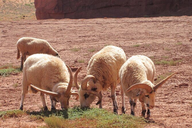 3.5 Hours of Monument Valley's Cultural 4×4 Tour - FAQ about the Monument Valley Cultural 4×4 Tour