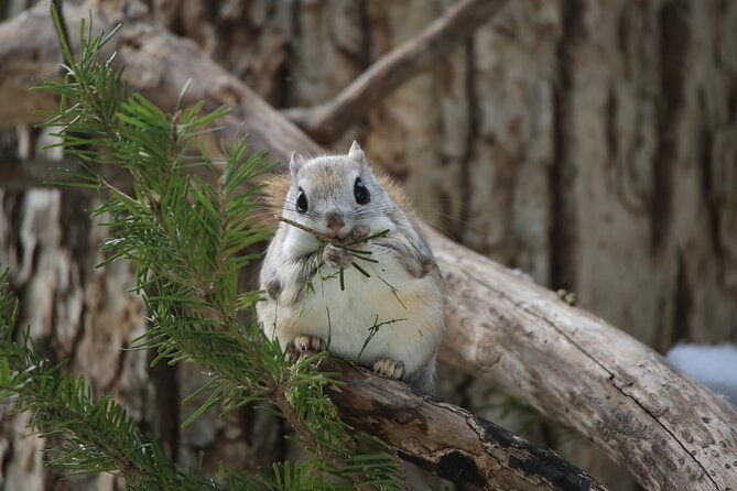 3-5hours-primeval-forest-snowshoe-hike-and-wildlife-watching-tour