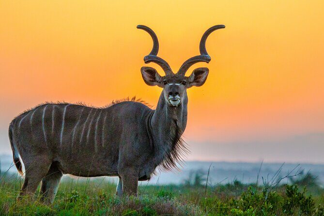 3 Day 2 Night Hluhluwe, St Lucia, Isimangaliso Tour - Why This Tour Is A Great Choice