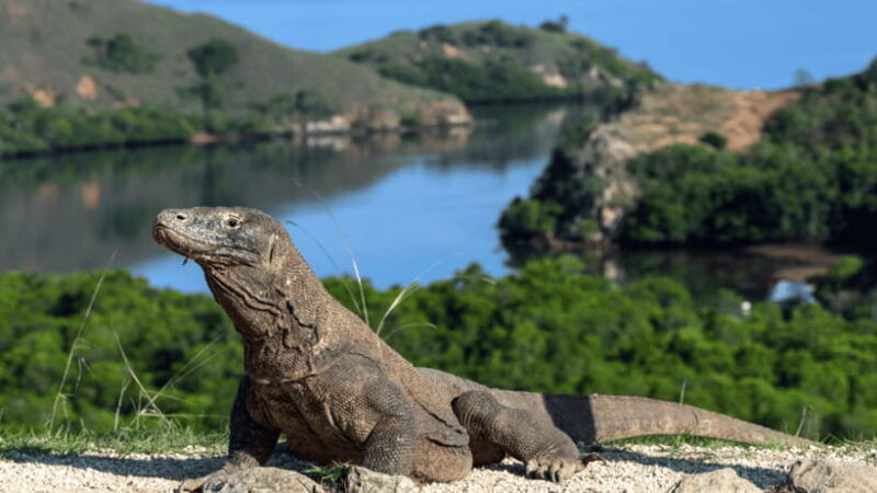 3-day-2-night-komodo-tour