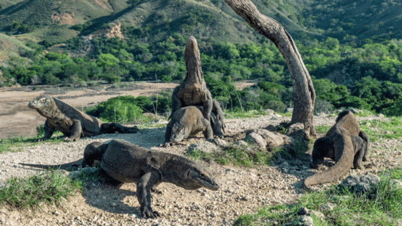 3-day-2-night-komodo-tour