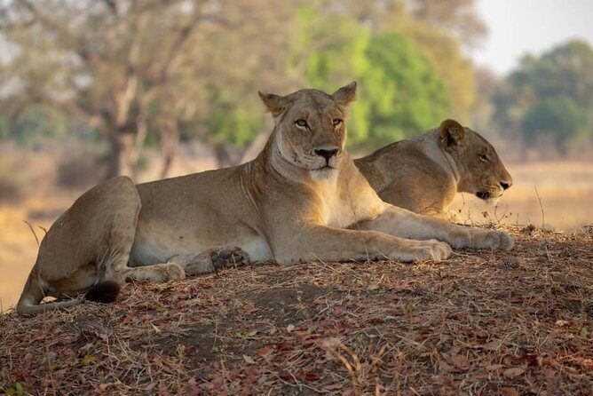 3 Day 2 Night Mikumi National Park + Masai culture - Key Points