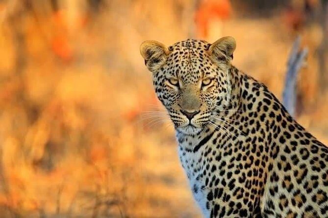 3 Day 2 Night Mikumi National Park + Masai culture - Why This Tour Works Well