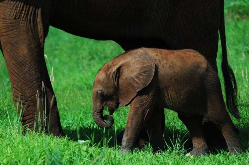 3-day 2-Night safari from Dar-es-Salaam to Mikumi National P - Key Points
