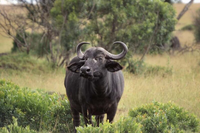 3-day 2-Night safari from Dar-es-Salaam to Mikumi National P - The Sum Up: The Practical, Authentic Tanzanian Safari
