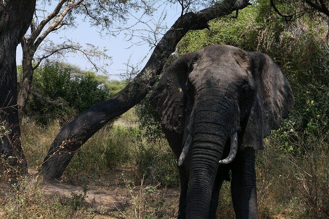 3-Day / 2 Nights Group Safari Serengeti & Ngorongoro Crater - Introduction: What You Can Expect from This Tanzania Safari