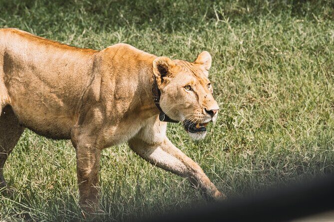 3-Day / 2 Nights Group Safari Serengeti & Ngorongoro Crater - What Real Reviewers Say