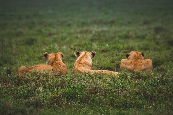 3-Day / 2 Nights Group Safari Serengeti & Ngorongoro Crater - Practicalities and Tips