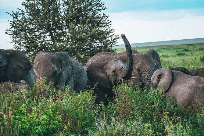 3-Day / 2 Nights Group Safari Serengeti & Ngorongoro Crater - Frequently Asked Questions